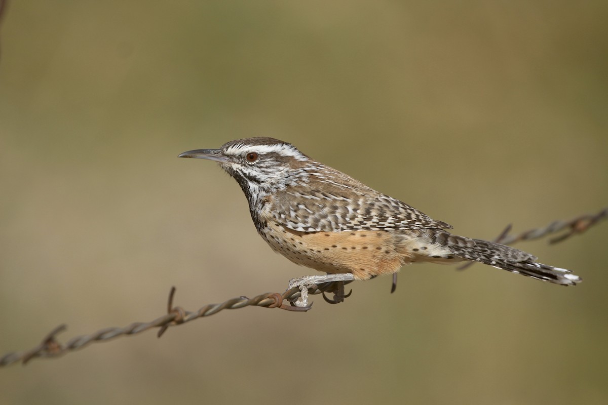 Cactus Wren - ML278081981