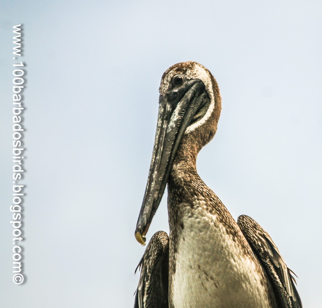 Brown Pelican - ML27808231