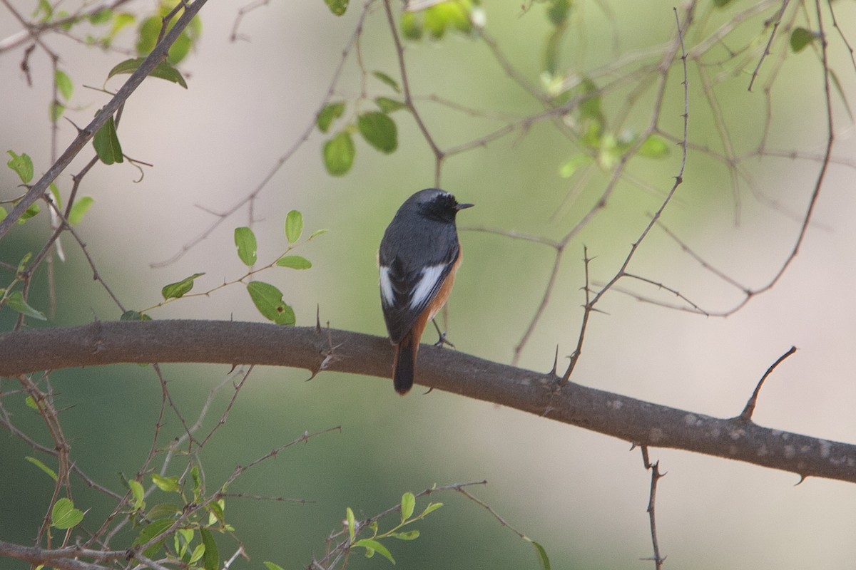 Горихвістка звичайна (підвид samamisicus) - ML278082821