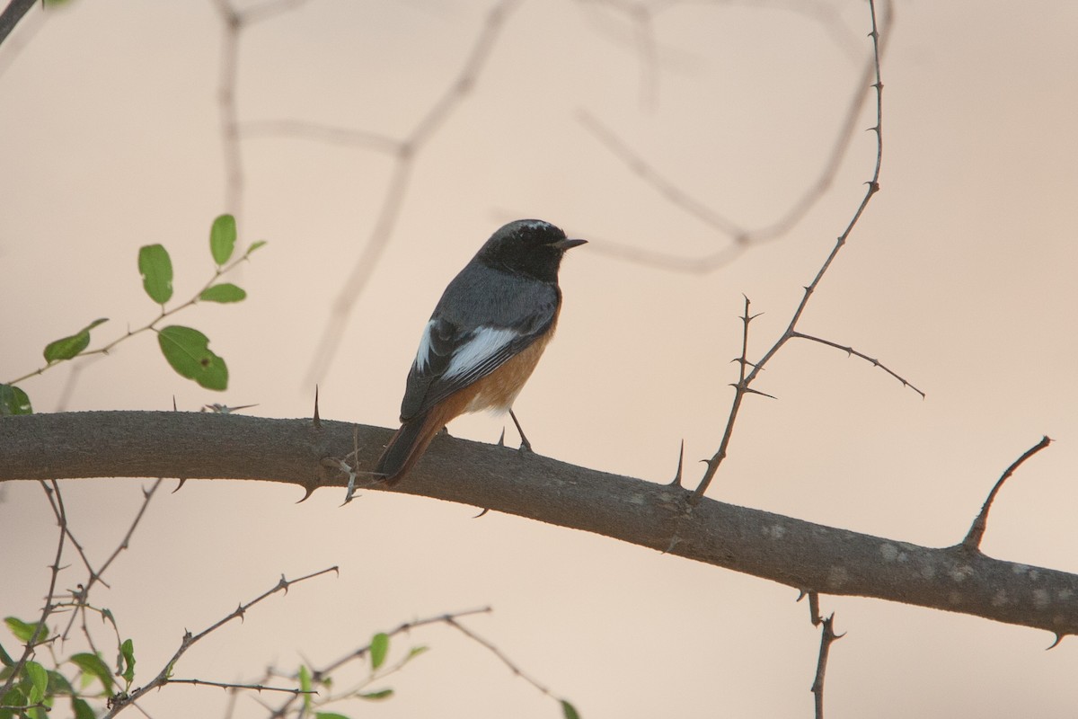 Горихвістка звичайна (підвид samamisicus) - ML278082841