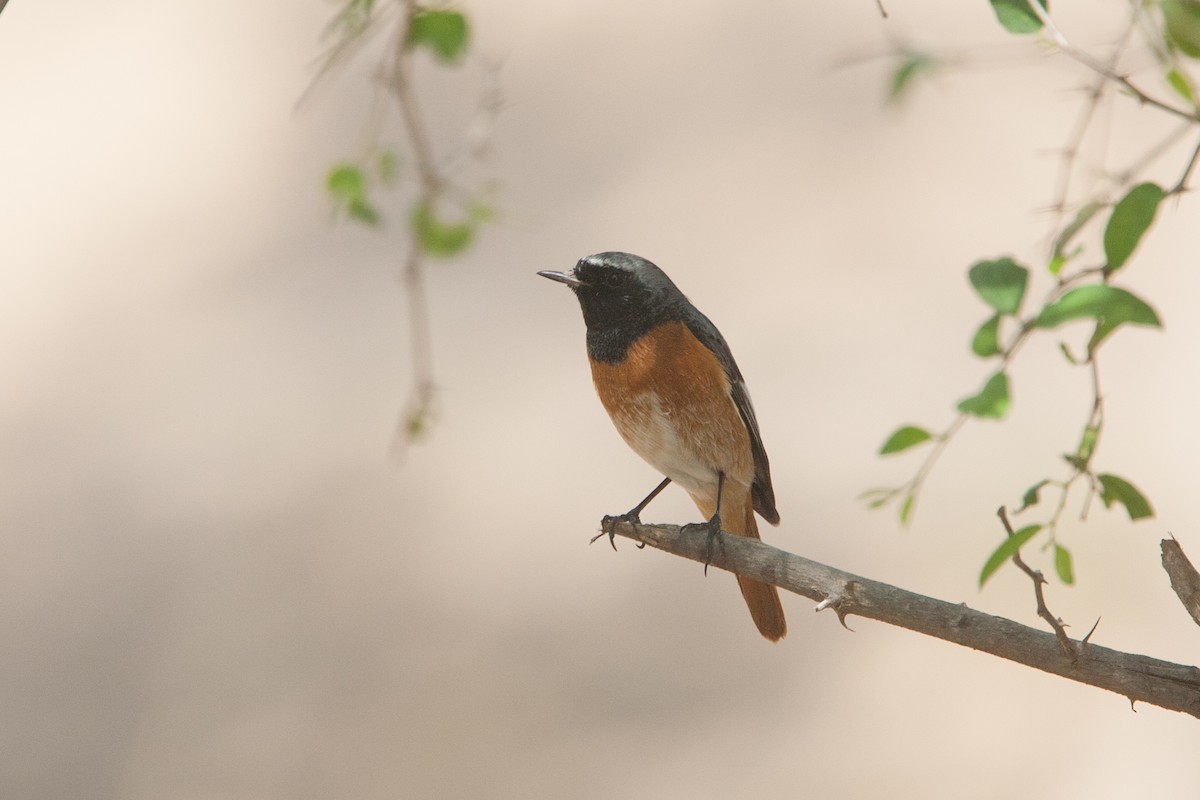 Горихвістка звичайна (підвид samamisicus) - ML278082871