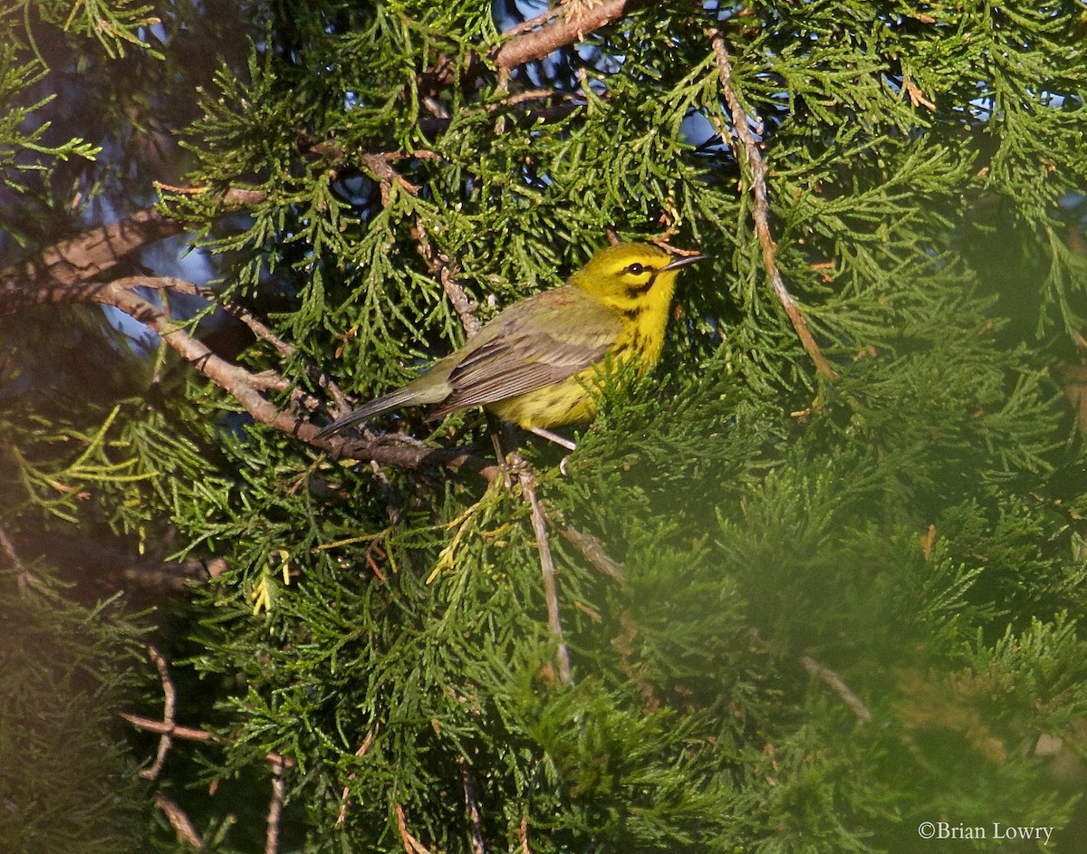 Prairie Warbler - ML27808371