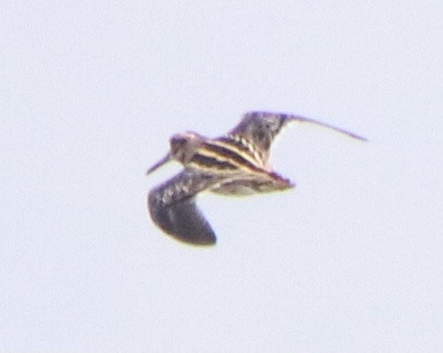 Jack Snipe - ML278083711