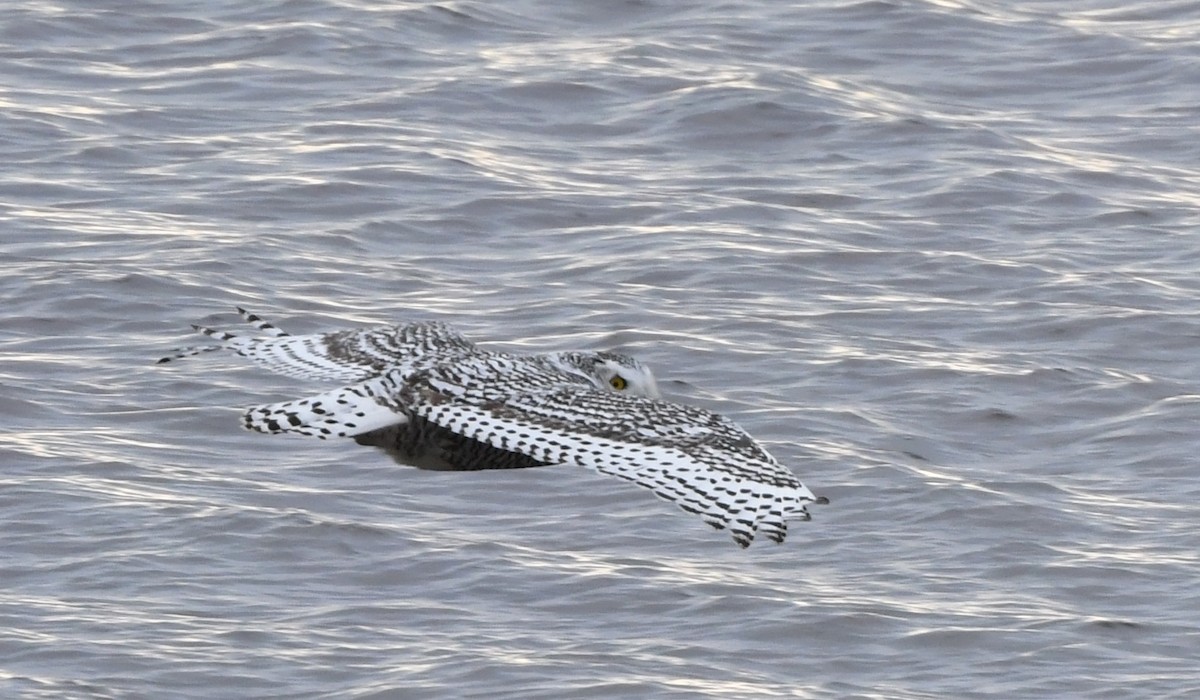 Snowy Owl - ML278084401