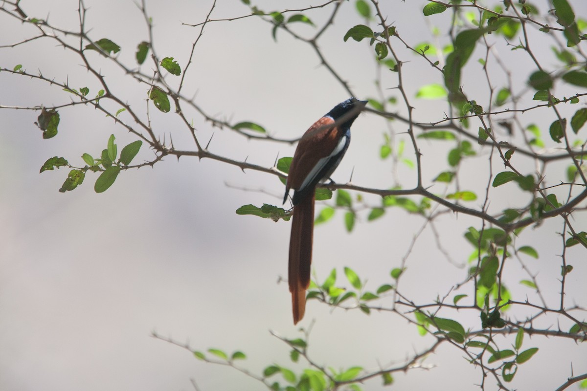 African Paradise-Flycatcher - Simon Colenutt