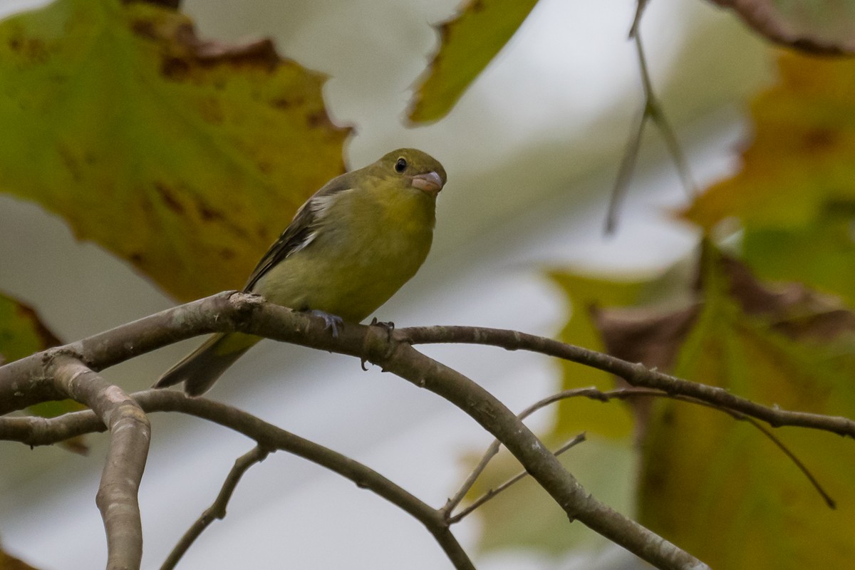 rødpiranga - ML278086501