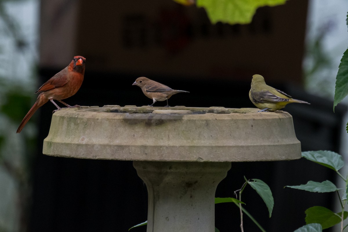 rødpiranga - ML278086511