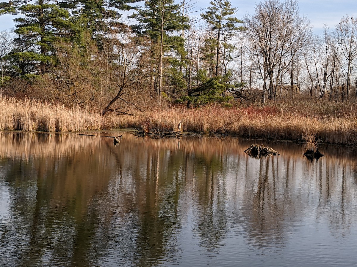 Great Blue Heron - ML278086951