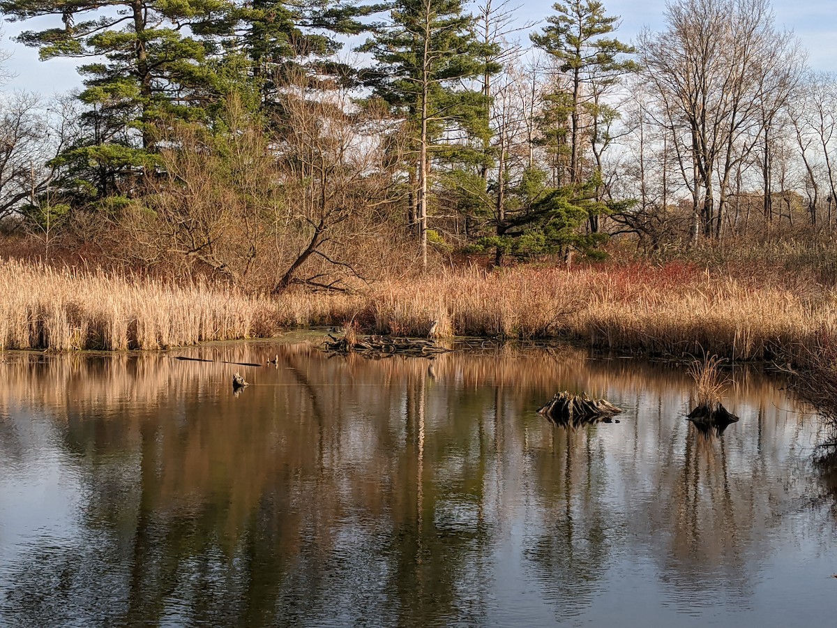 Great Blue Heron - ML278086991