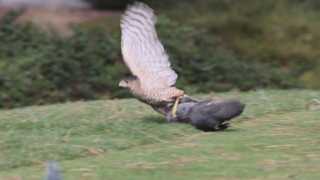 Cooper's Hawk - ML278087201