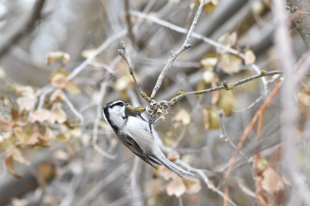 Mountain Chickadee - ML278088221