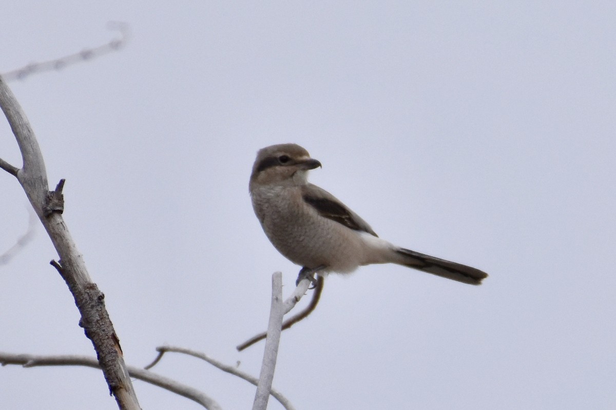 Northern Shrike - ML278088361