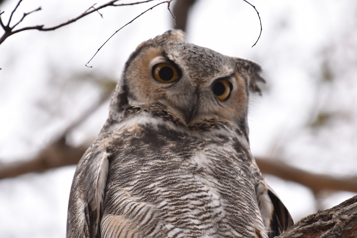 Great Horned Owl - ML278088861