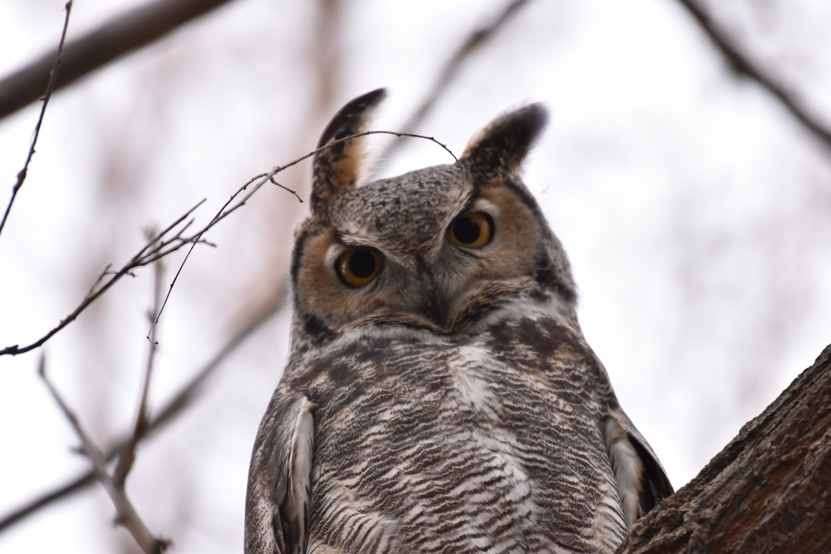 Great Horned Owl - ML278088901