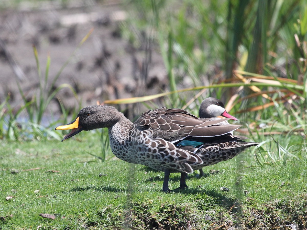 Yellow-billed Duck - ML278088941