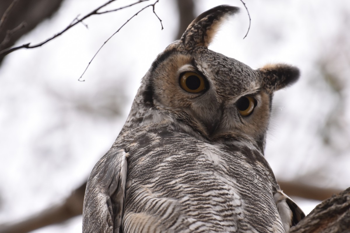 Great Horned Owl - ML278088951