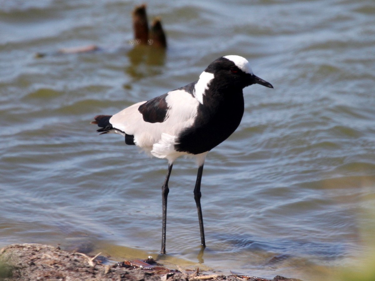 Blacksmith Lapwing - ML278089791