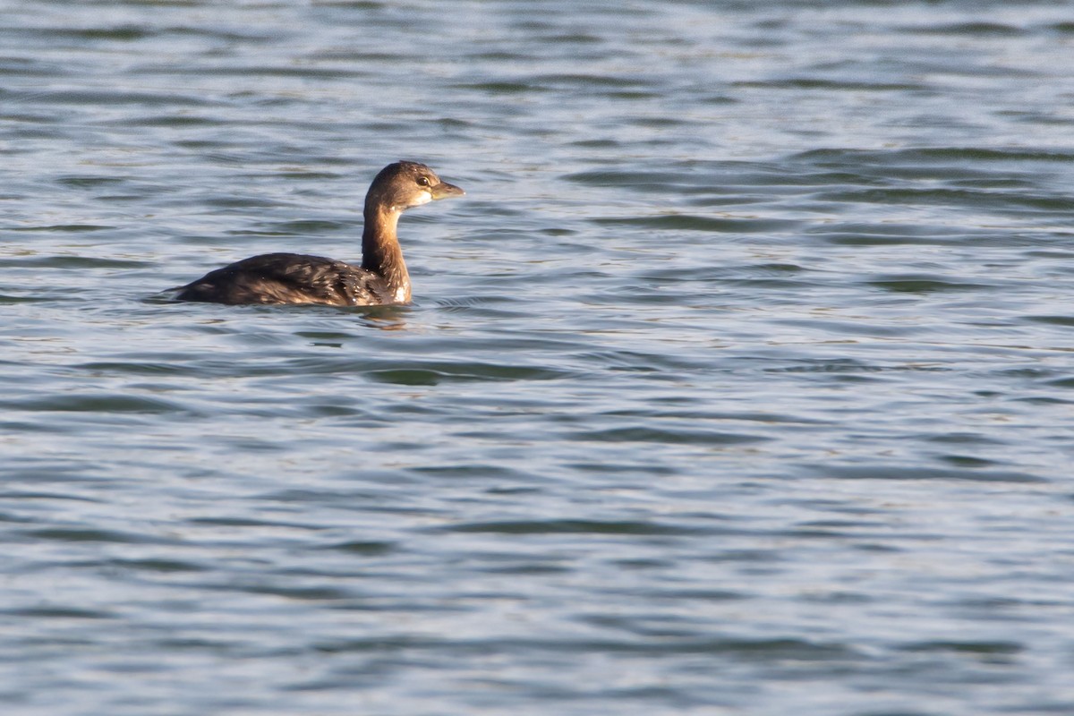 Pied-billed Grebe - ML278092771