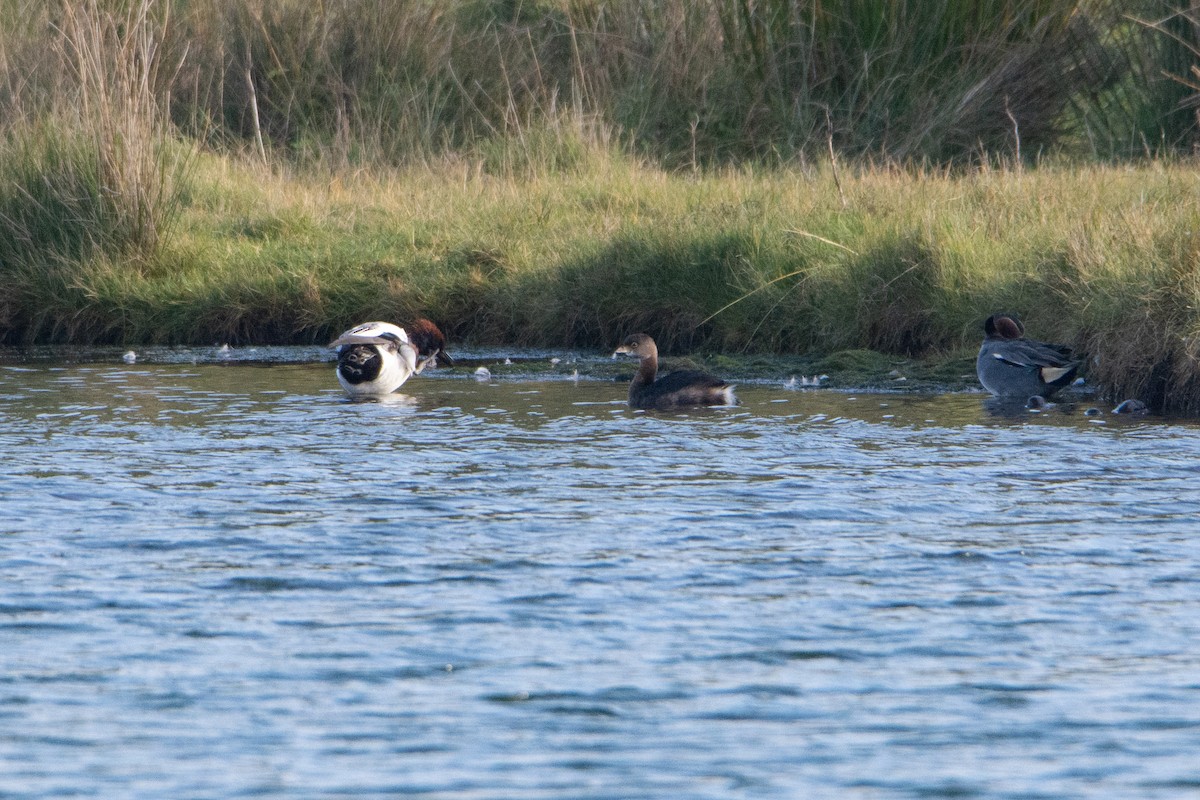 Pied-billed Grebe - Dan Owen