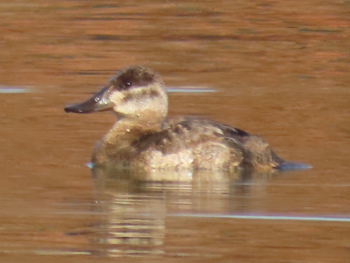 Ruddy Duck - ML278093481