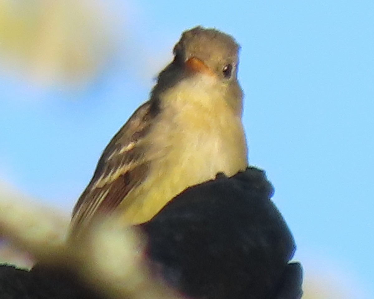 Western Flycatcher (Pacific-slope) - ML278093751