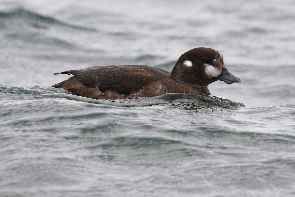 Harlequin Duck - ML278094481