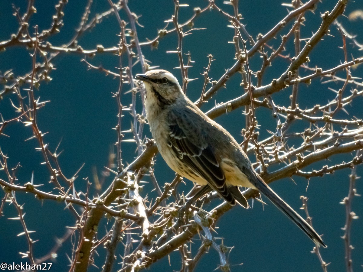 Chilean Mockingbird - ML278095671