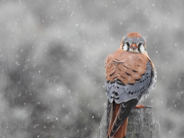 American Kestrel - ML27809571