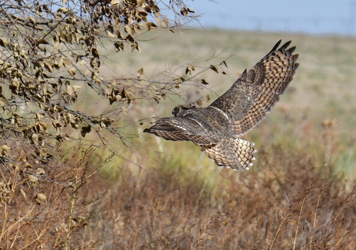 Great Horned Owl - ML278097121