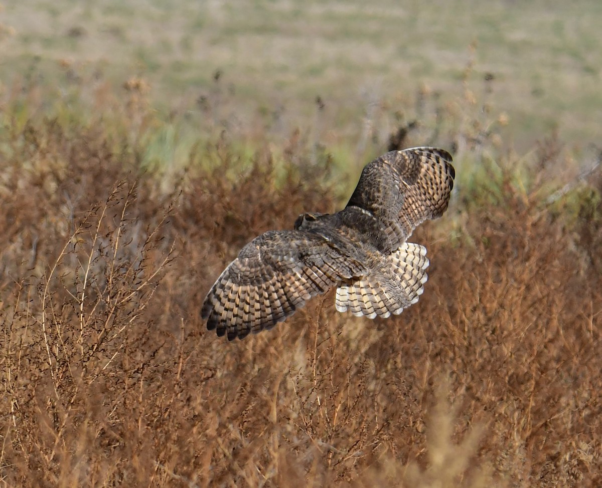 Great Horned Owl - ML278097131