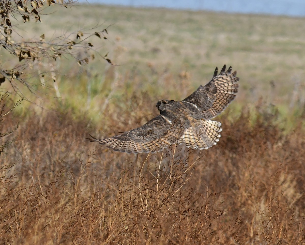 Great Horned Owl - ML278097141