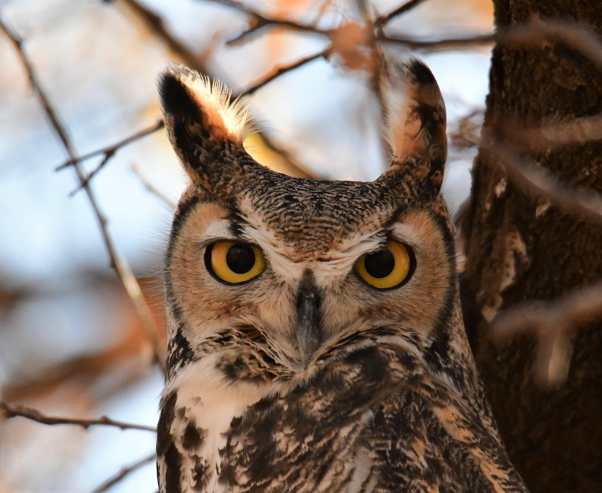 Great Horned Owl - ML278097151