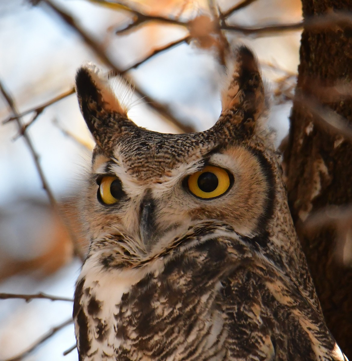 Great Horned Owl - ML278097161