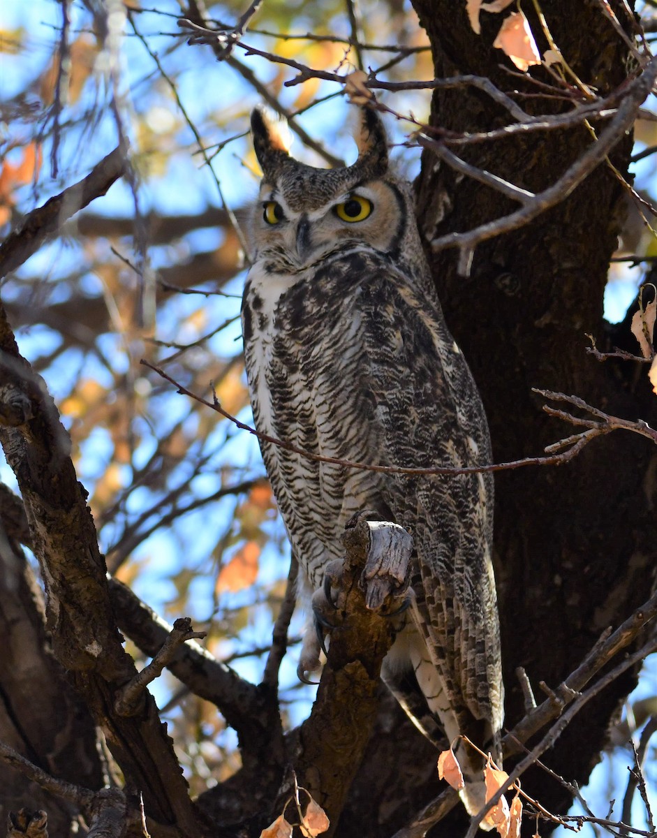 Great Horned Owl - ML278097171