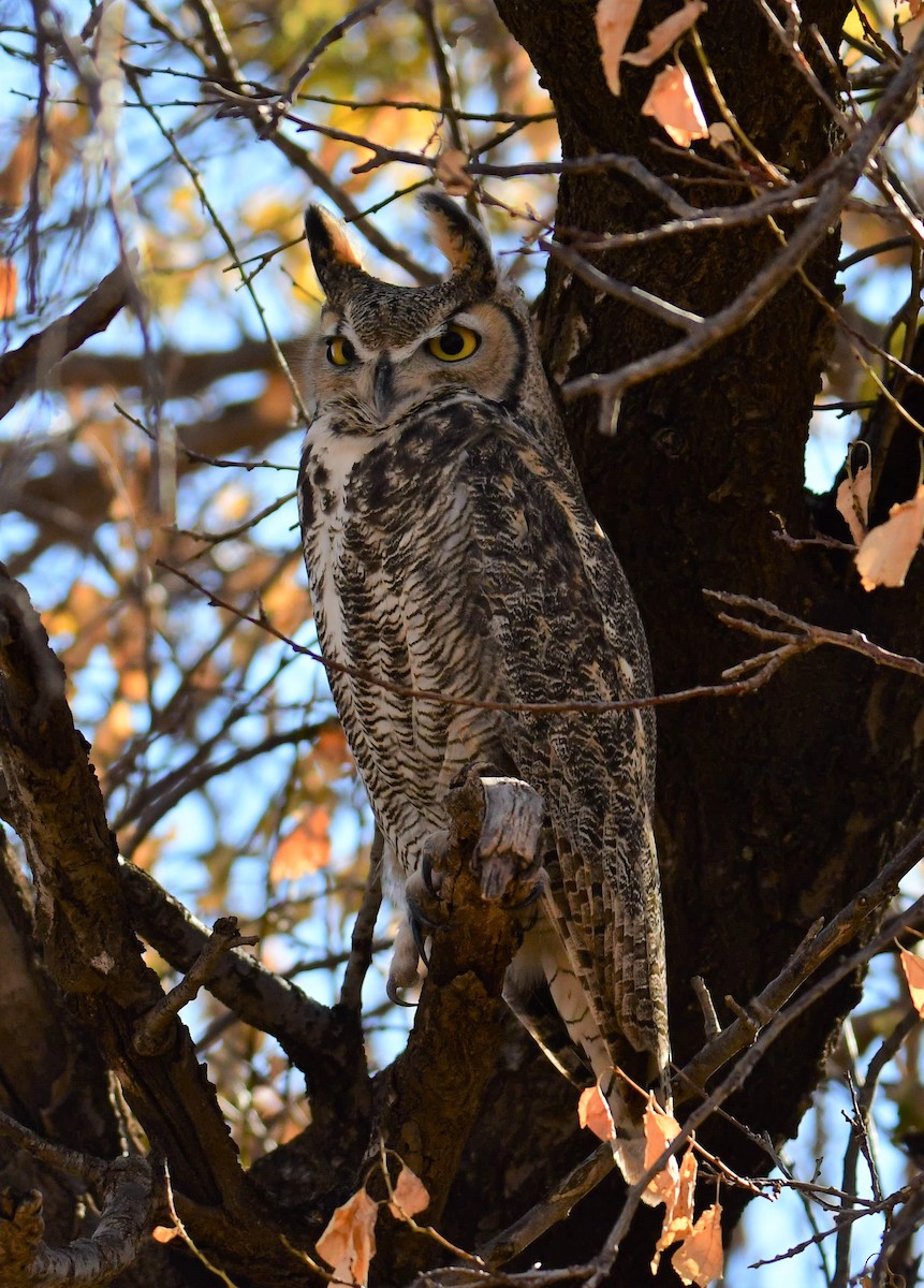 Great Horned Owl - ML278097191