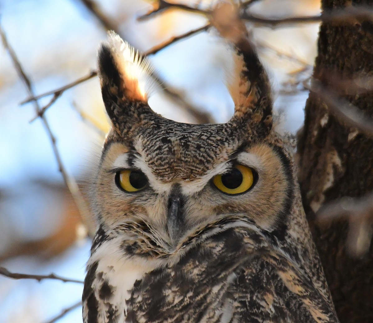 Great Horned Owl - ML278097201