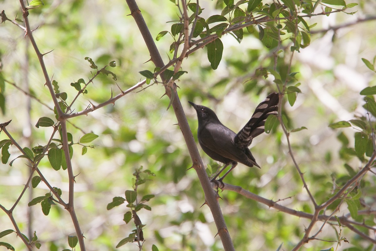 Black Scrub-Robin - ML278097721