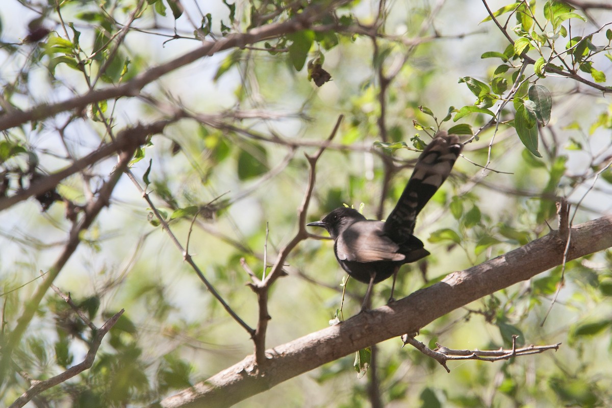 Black Scrub-Robin - ML278097741