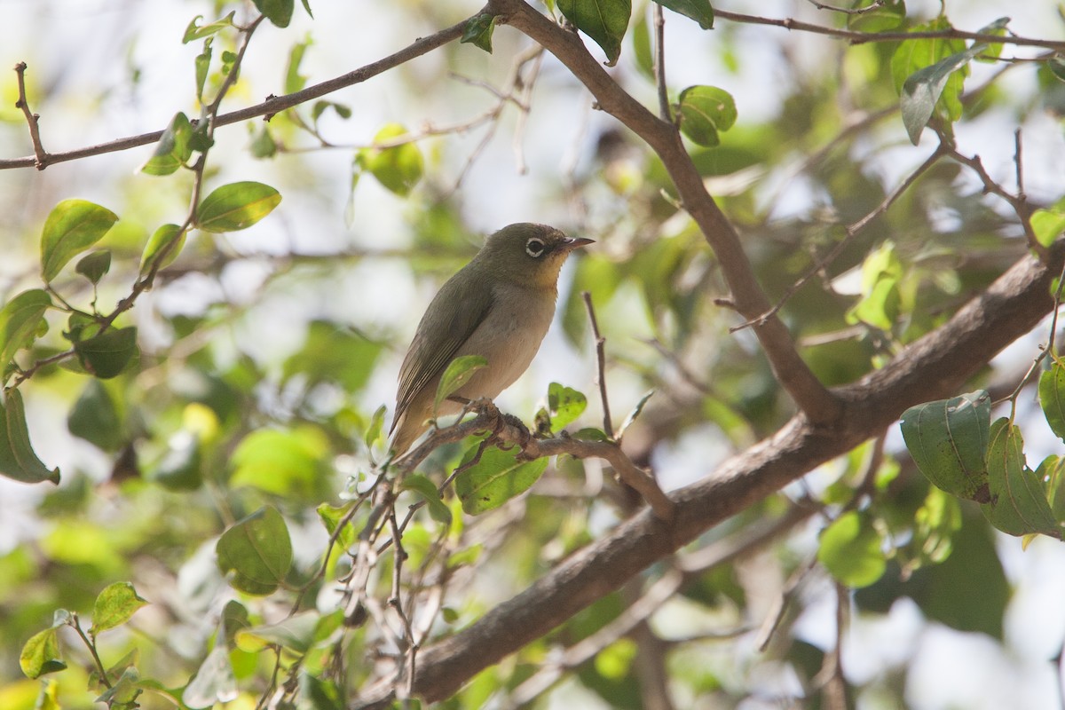 Abyssinian White-eye - ML278097801