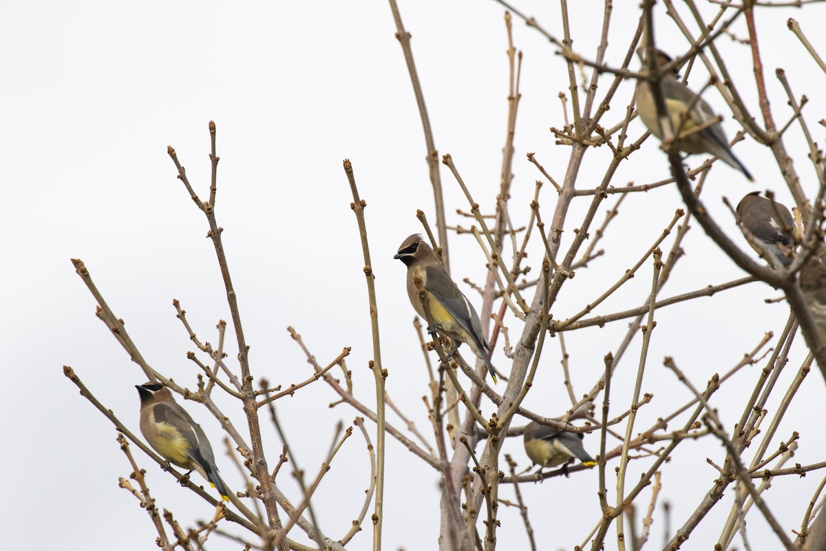 Cedar Waxwing - ML278098151