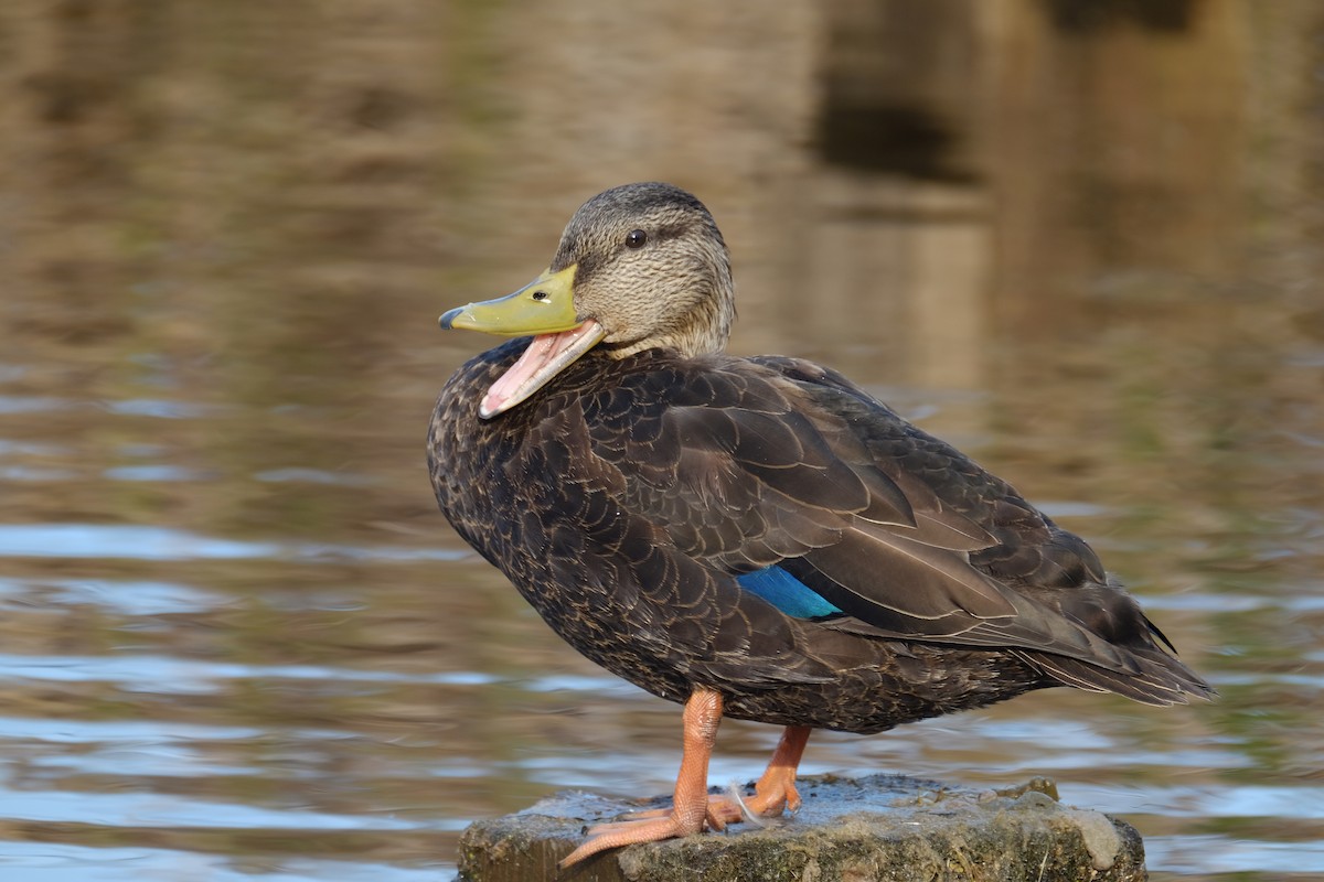 American Black Duck - HEMANT KISHAN