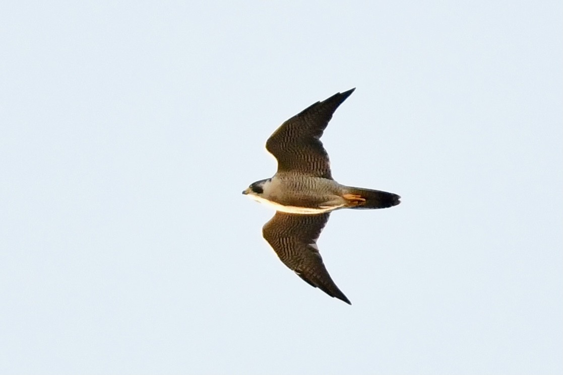 Peregrine Falcon - ML278099661