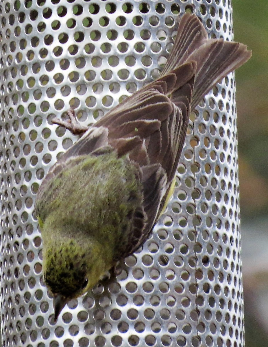Lesser Goldfinch - ML27810001