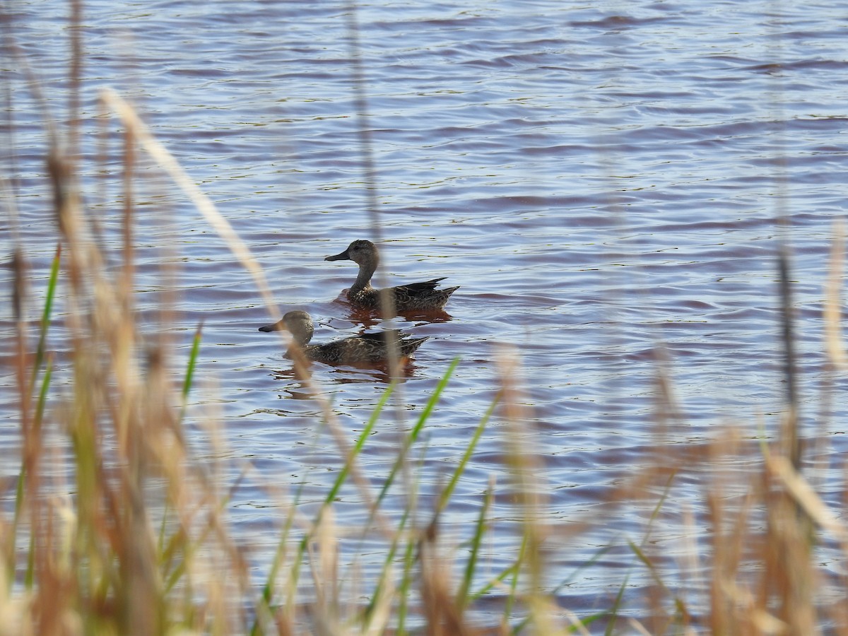Blue-winged Teal - ML278100141