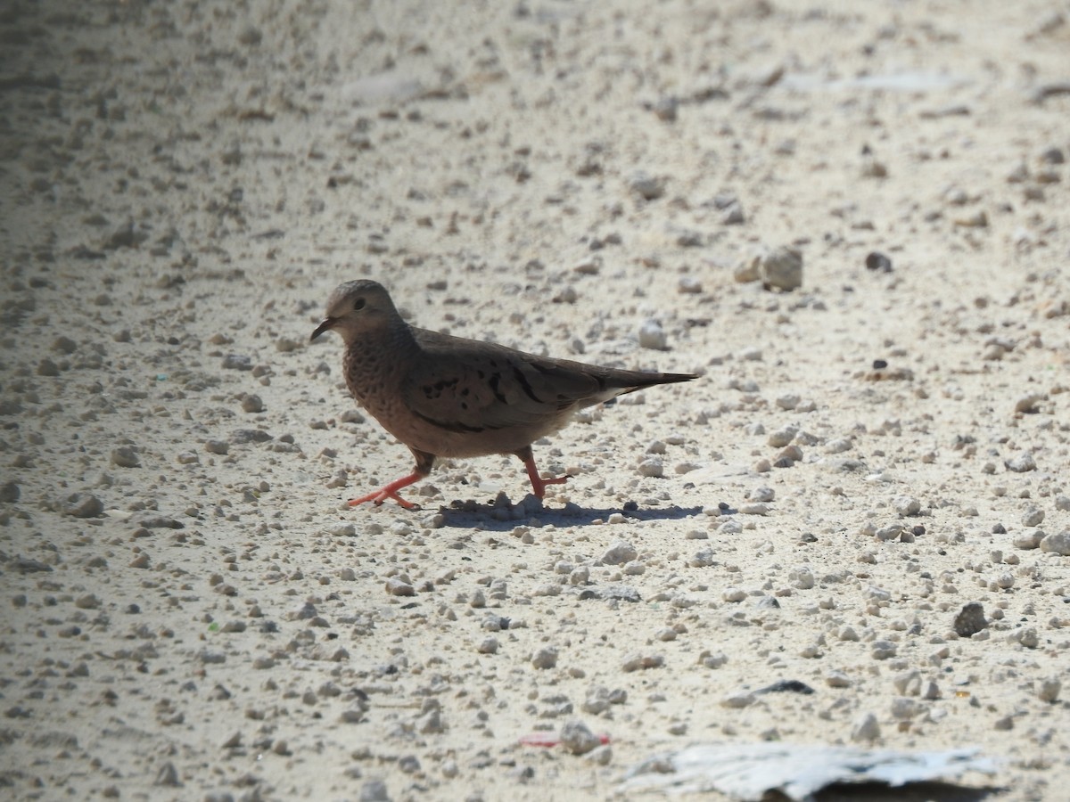 Common Ground Dove - ML278100251