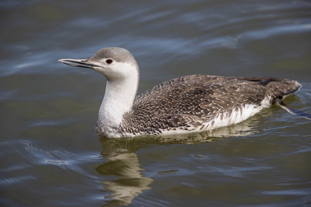 Red-throated Loon - ML278100551