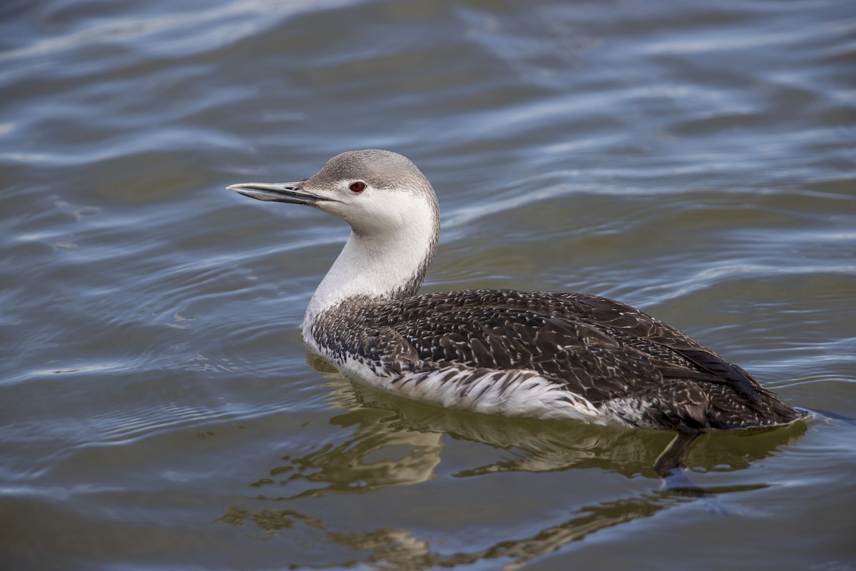 Red-throated Loon - ML278100561