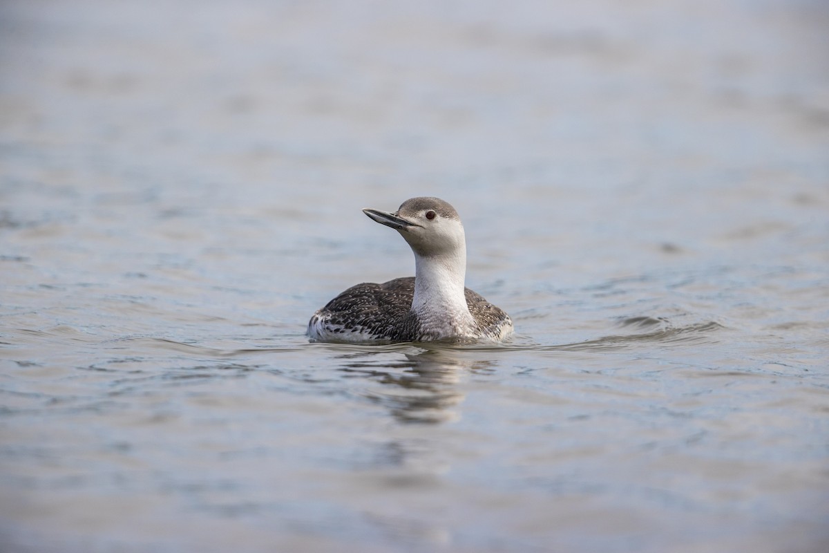 Red-throated Loon - ML278100571