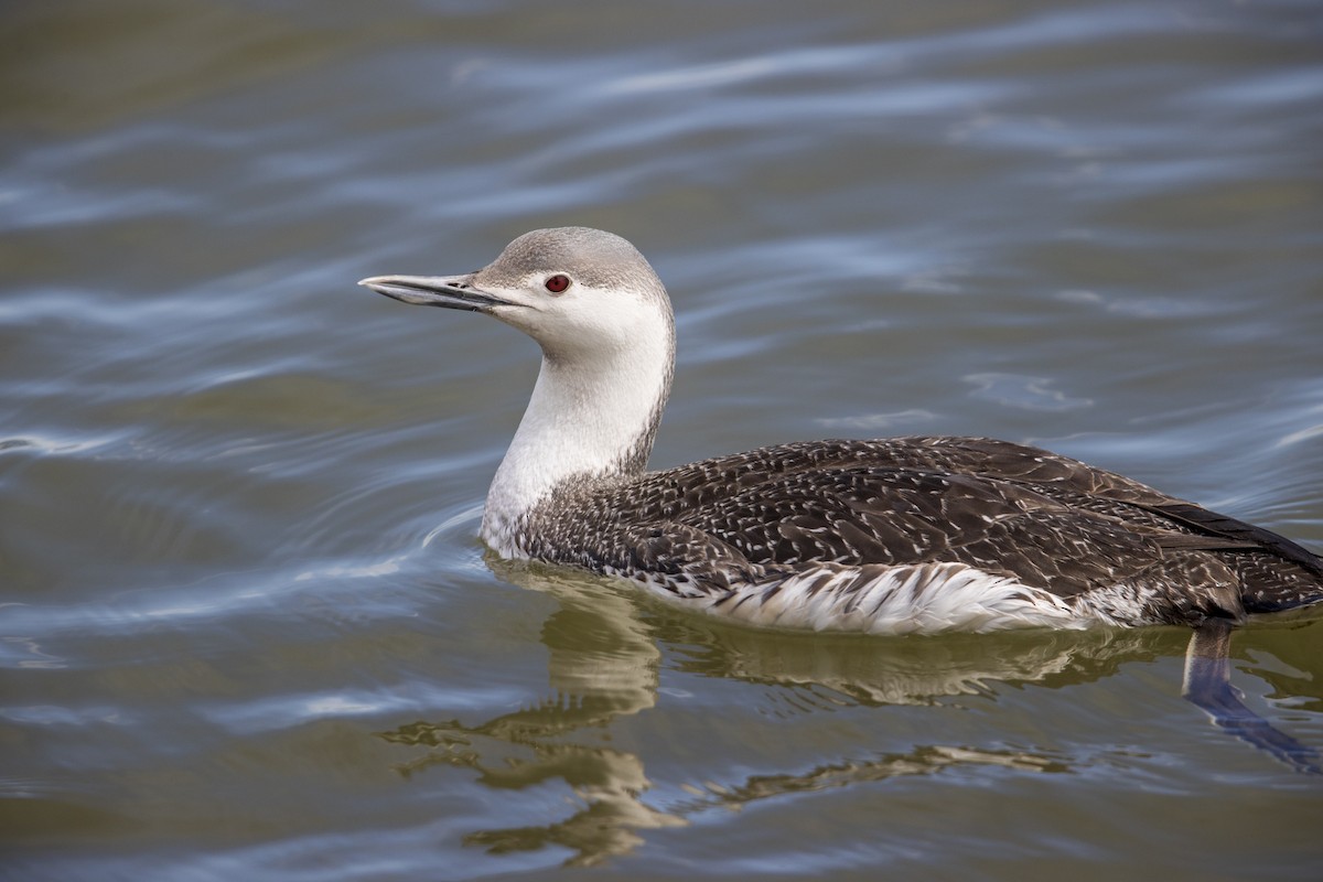 Red-throated Loon - ML278100581