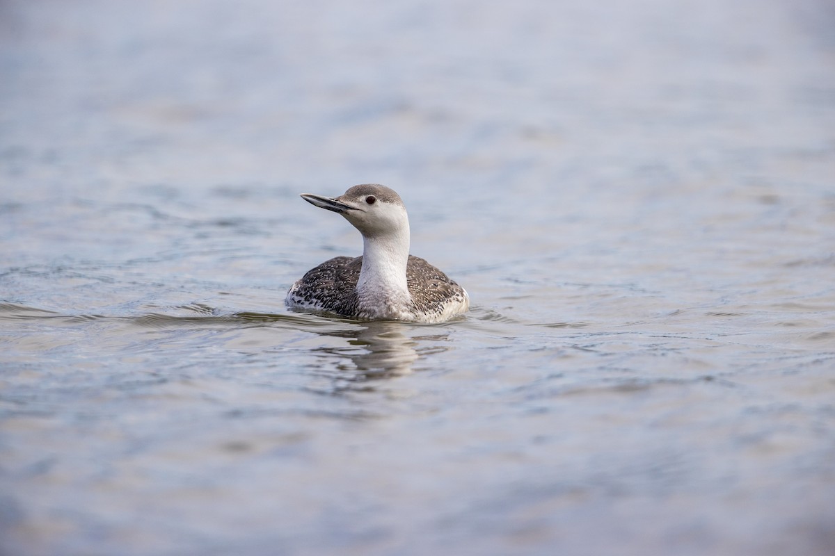 Red-throated Loon - ML278100591